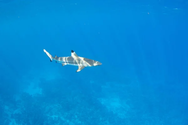 Tiburón Arrecife Punta Negra Laguna Moorea Polinesia Francesa Junto Tahití — Foto de Stock