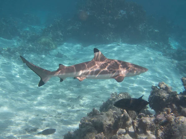 Blacktip Reef Shark Lagoa Moorea Polinésia Francesa Lado Taiti — Fotografia de Stock