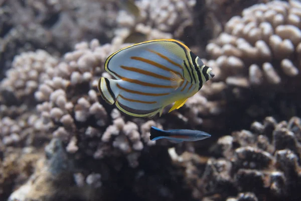 Ornate Schmetterlingsfische Chaetodon Ornatissimus Mit Blaureak Lippfisch Labroides Dimidiatus Korallenriff — Stockfoto