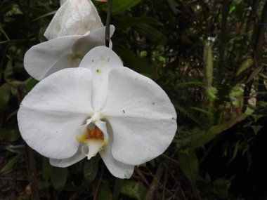 Güzel beyaz orkide çiçeği