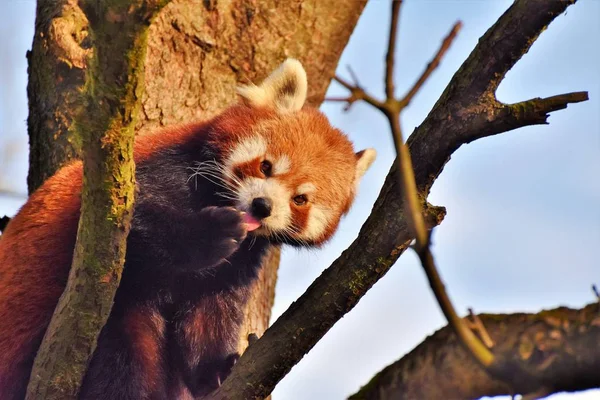 Images for red panda : Looking for Red panda photos? View all of  Red panda photos .All are in minimum size of  4000 px.