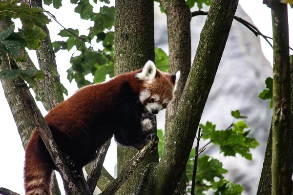 Images for red panda : Looking for Red panda photos? View all of  Red panda photos .All are in minimum size of  4000 px.