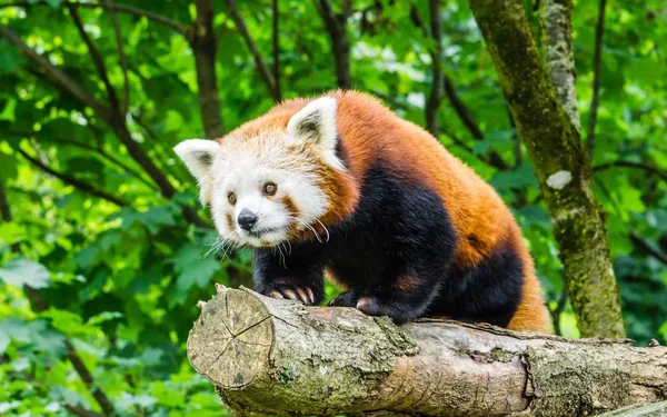 Images for red panda : Looking for Red panda photos? View all of  Red panda photos .All are in minimum size of  4000 px.