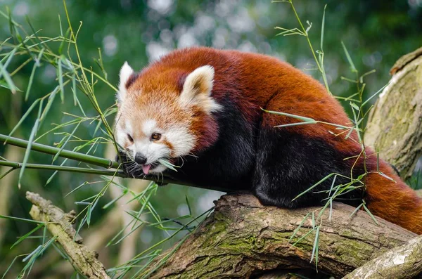 Images for red panda : Looking for Red panda photos? View all of  Red panda photos .All are in minimum size of  4000 px.