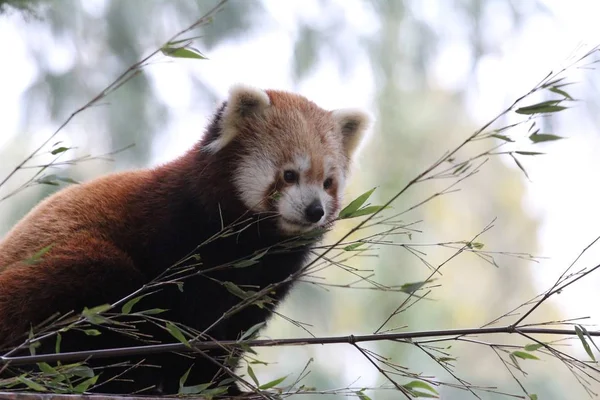 Images for red panda : Looking for Red panda photos? View all of  Red panda photos .All are in minimum size of  4000 px.