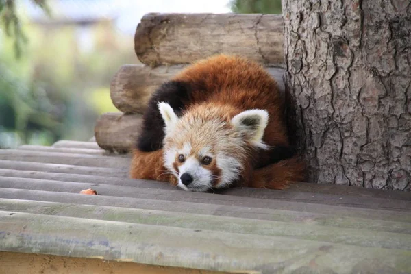 Images for red panda : Looking for Red panda photos? View all of  Red panda photos .All are in minimum size of  4000 px.