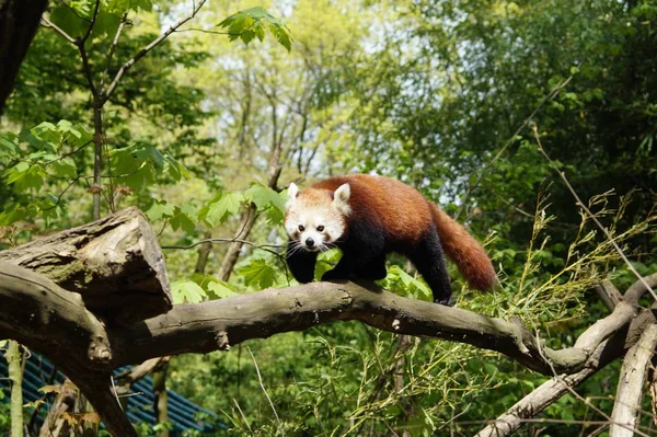 Images for red panda : Looking for Red panda photos? View all of  Red panda photos .All are in minimum size of  4000 px.