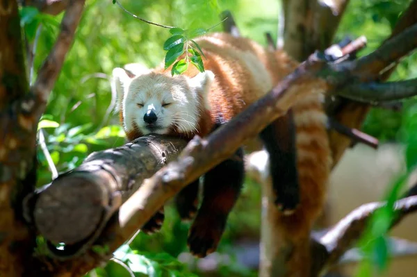 Images for red panda : Looking for Red panda photos? View all of  Red panda photos .All are in minimum size of  4000 px.