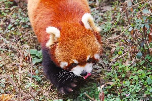 Images for red panda : Looking for Red panda photos? View all of  Red panda photos .All are in minimum size of  4000 px.