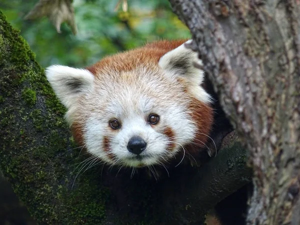 Images for red panda : Looking for Red panda photos? View all of  Red panda photos .All are in minimum size of  4000 px. for commercial use