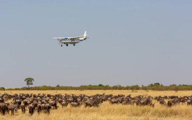 Uçak Afrika savana uçuyor. Uçağın altında savana wildebeest büyük sürüsü olduğunu