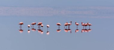 Yabani kuşlar, flamingolar. Kenya. Afrika. Nakuru Milli Parkı. Gölü Bogoria Ulusal Rezerv