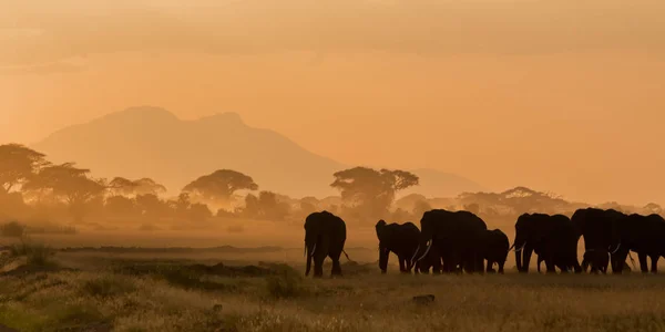 Dark Silhouettes Elephants Walking Field Evening Time — Stock Photo, Image