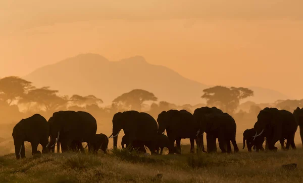 Donkere Silhouetten Van Olifanten Wandelen Door Veld Avond Tijdig — Stockfoto