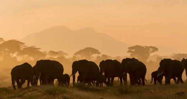 Темные Силуэты Слонов Идущих Полю Вечернее Время — стоковое фото