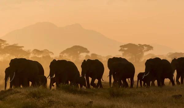 Donkere Silhouetten Van Olifanten Wandelen Door Veld Avond Tijdig — Stockfoto