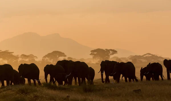 Donkere Silhouetten Van Olifanten Wandelen Door Veld Avond Tijdig — Stockfoto