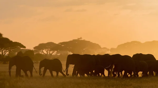 Mörka Silhuetter Elefanter Walking Fältet Kvällstid — Stockfoto