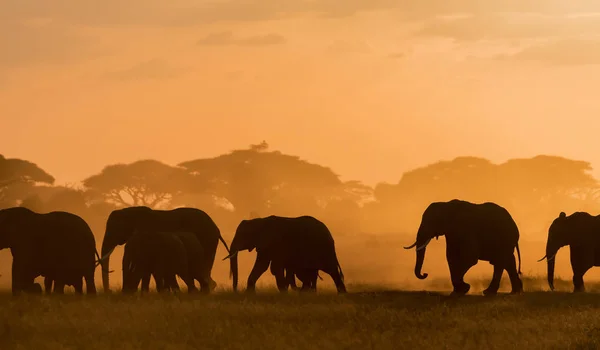 Mörka Silhuetter Elefanter Walking Fältet Kvällstid — Stockfoto