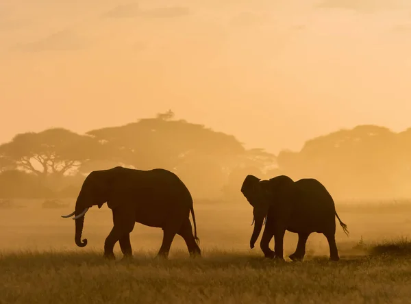 Donkere Silhouetten Van Olifanten Wandelen Door Veld Avond Tijdig — Stockfoto