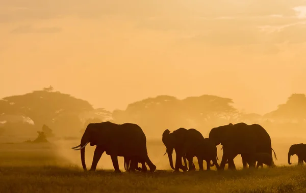 Silhouettes Sombres Éléphants Marchant Par Champ Soirée — Photo