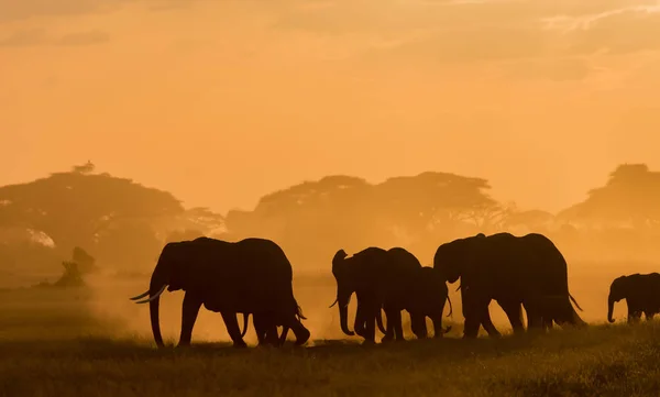 Donkere Silhouetten Van Olifanten Wandelen Door Veld Avond Tijdig — Stockfoto