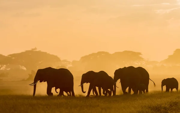 Silhouette Scure Elefanti Che Passeggiano Campo Orario Serale — Foto Stock