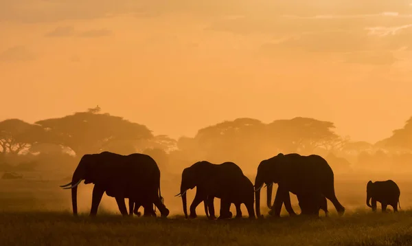 Silhouette Scure Elefanti Che Passeggiano Campo Orario Serale — Foto Stock
