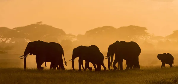 Silhouettes Sombres Éléphants Marchant Par Champ Soirée — Photo