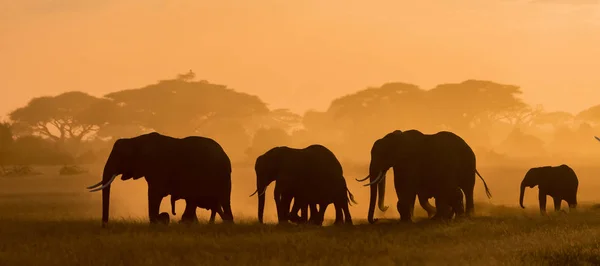 Donkere Silhouetten Van Olifanten Wandelen Door Veld Avond Tijdig — Stockfoto