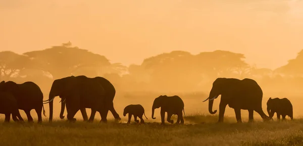 Donkere Silhouetten Van Olifanten Wandelen Door Veld Avond Tijdig — Stockfoto