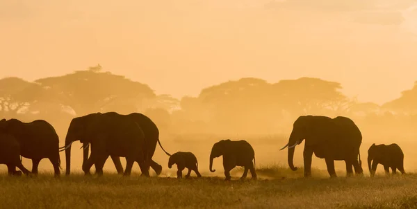 Silhouette Scure Elefanti Che Passeggiano Campo Orario Serale — Foto Stock