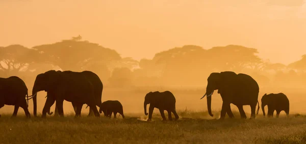 Donkere Silhouetten Van Olifanten Wandelen Door Veld Avond Tijdig — Stockfoto