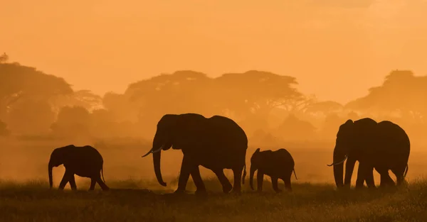 Donkere Silhouetten Van Olifanten Wandelen Door Veld Avond Tijdig — Stockfoto