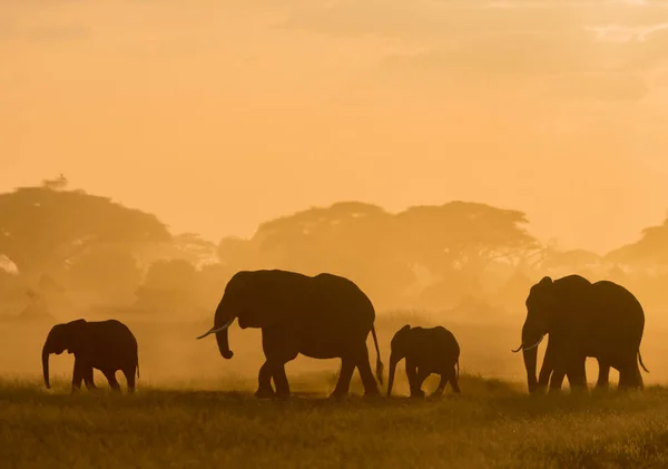 Donkere Silhouetten Van Olifanten Wandelen Door Veld Avond Tijdig — Stockfoto