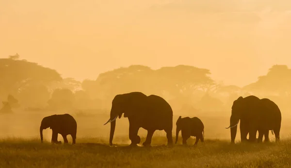 Silhouette Scure Elefanti Che Passeggiano Campo Orario Serale — Foto Stock