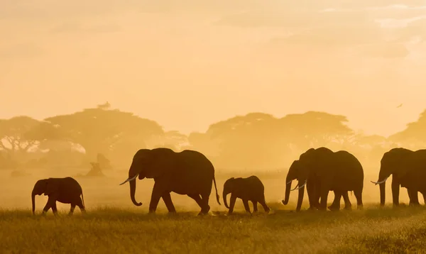 Donkere Silhouetten Van Olifanten Wandelen Door Veld Avond Tijdig — Stockfoto