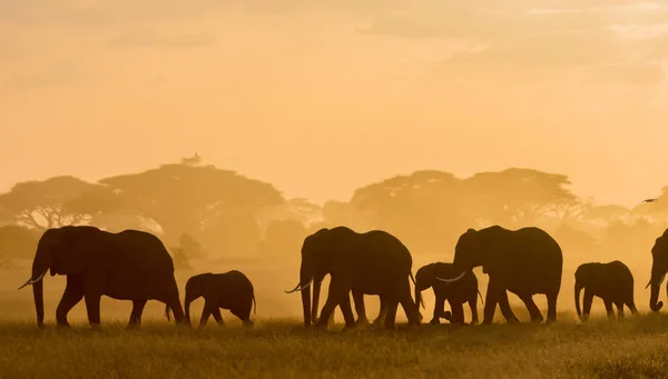 Silhouette Scure Elefanti Che Passeggiano Campo Orario Serale — Foto Stock