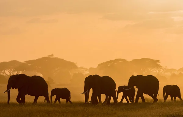 Donkere Silhouetten Van Olifanten Wandelen Door Veld Avond Tijdig — Stockfoto