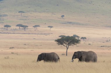 Aile çok güzel Afrika üzerinden yıldız Serengeti, Afrika.