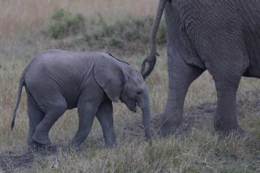 Afrika filleri, Serengeti, Afrika buzağı ile anne.