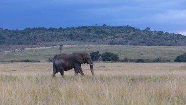 Serengeti, Afrika çok güzel Afrika fili.