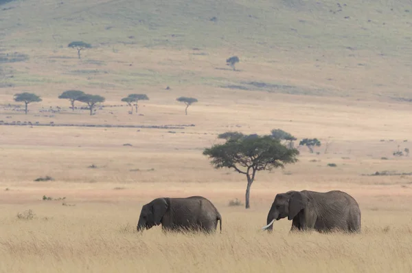 Семья Прелестных Африканских Слонов Серенгети Африка — стоковое фото