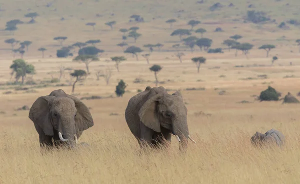 可爱的非洲大象的家庭在塞伦盖蒂 — 图库照片