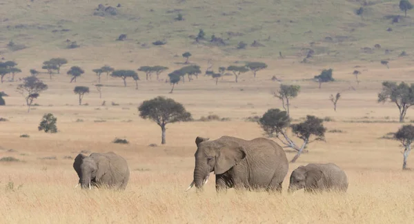 Οικογένεια Των Αξιολάτρευτο Αφρικανικοί Ελέφαντες Στο Σερενγκέτι Αφρική — Φωτογραφία Αρχείου