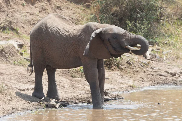 Adorable African elephant drinking water from stream in Serengeti, Africa.