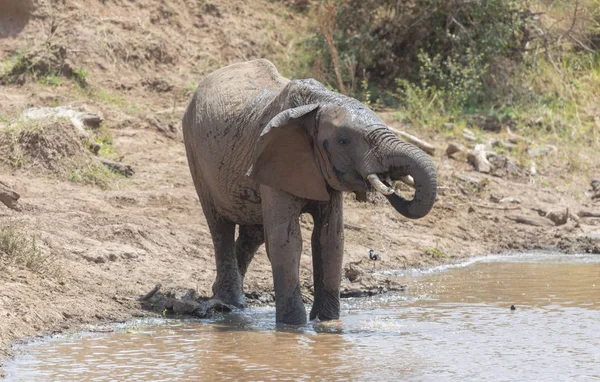 Adorable Éléphant Afrique Eau Potable Ruisseau Dans Serengeti Afrique — Photo