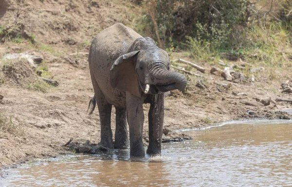 Adorable African elephant drinking water from stream in Serengeti, Africa.