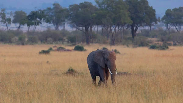 可爱的非洲大象在塞伦盖蒂 — 图库照片