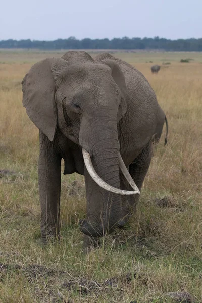 Adorable Éléphant Afrique Serengeti Afrique — Photo